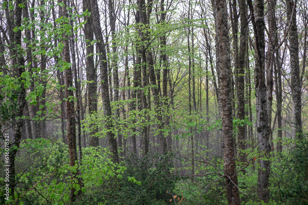 Bosque en una tarde de niebla, con las hojas verdes por el verano que acaba de iniciar, troncos entrelazados Bosque en una tarde de niebla, con las hojas verdes por el verano que acaba de iniciar, troncos entrelazados
