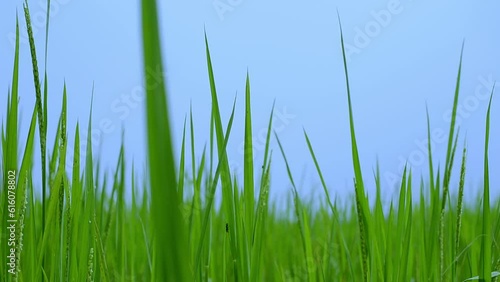 Green wild grass isolated on blue sky background