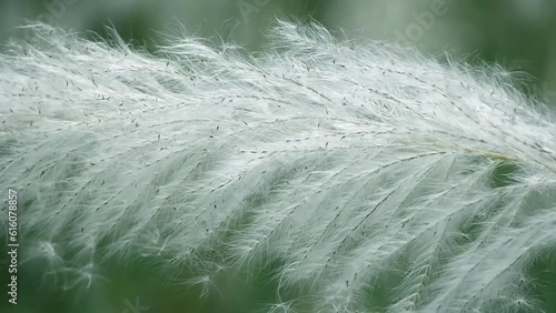 Beautiful white color Pennisetum polystachion or Mission Grass or Feather Pennisetum flower flow by the wind in the morning with blurred background. photo