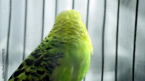 Colorful love bird in a cage