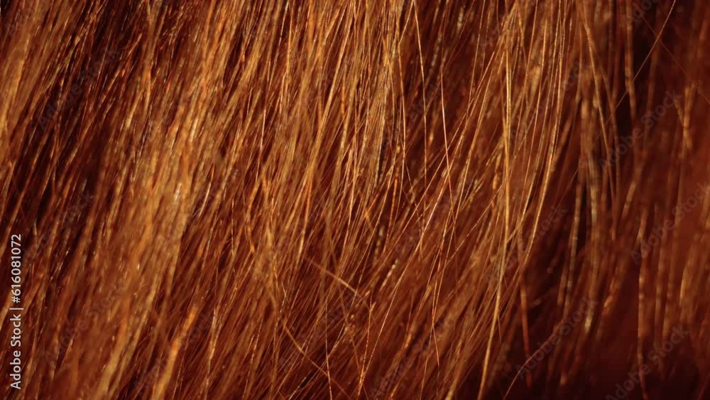Female brown hair close-up, extremely, detailed. Hairdressing procedures, extension. Selective focus Female brown hair close-up, extremely, detailed. Hairdressing procedures, extension. Selective focus