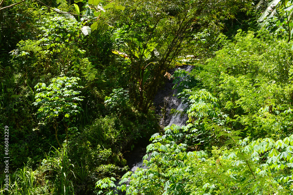 Landscape views of tropical forests which are used as natural attractions Landscape views of tropical forests which are used as natural attractions