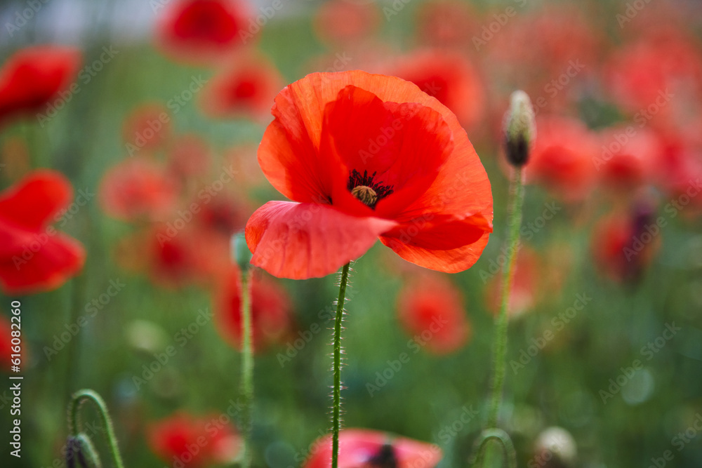 Red poppies in a poppies field. Remembrance or armistice day.
