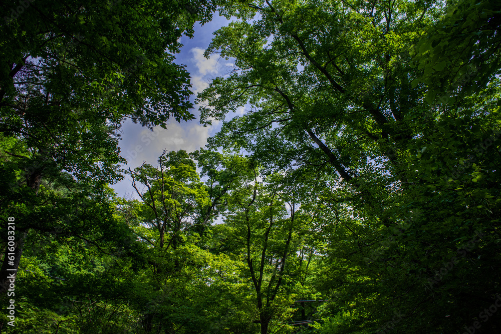 The beautiful landscape, early summer mountain landscape. The beautiful landscape, early summer mountain landscape.