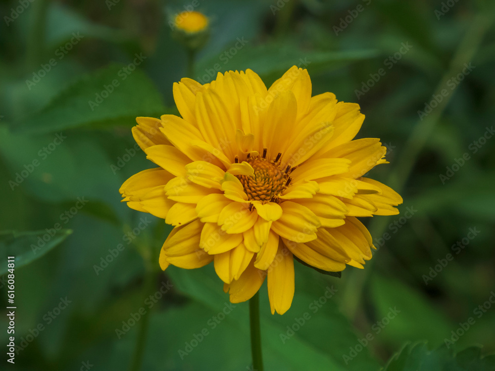 Closeup photo of a yellow heliopsis flower against a dark green background