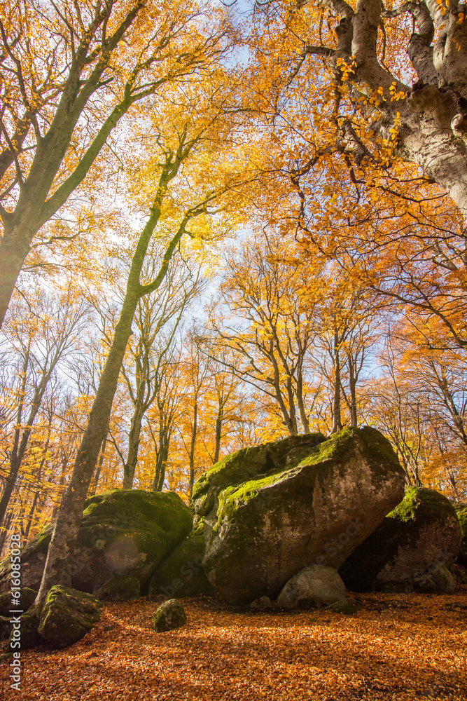 Naklejka premium Vetusta beech forest of Cimino mount in autumn, with moss covered rocks. Foliage in Appennino, Lazio, Italy