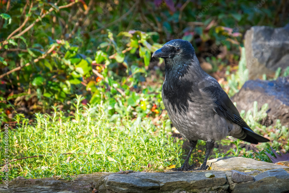 Hooded crow ( Corvus corone ) close up Hooded crow ( Corvus corone ) close up