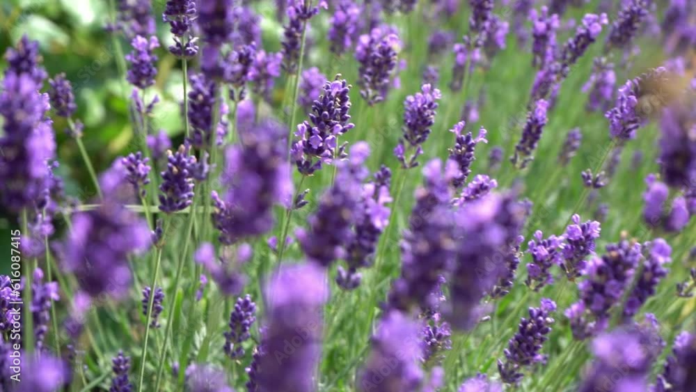 Purple lavender flowers. Flower in the field. Nature background. Grow a fragrant plant in the garden. Bee insects collect pollen. Summer flower honey plant closeup. Purple lavender flowers. Flower in the field. Nature background. Grow a fragrant plant in the garden. Bee insects collect pollen. Summer flower honey plant closeup.