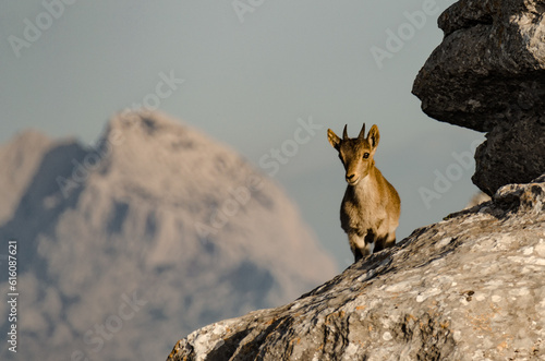 Young Iberian ibex  Capra pyrenaica 