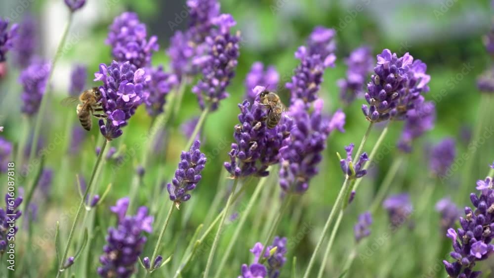 Purple lavender flowers. Flower in the field. Nature background. Grow a fragrant plant in the garden. Bee insects collect pollen. Summer flower honey plant closeup. Purple lavender flowers. Flower in the field. Nature background. Grow a fragrant plant in the garden. Bee insects collect pollen. Summer flower honey plant closeup.