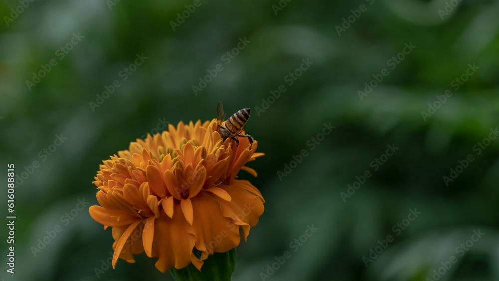 Bee Honey Pollinating Flower, Macro Capturing the Essence of Nature Bee Honey Pollinating Flower, Macro Capturing the Essence of Nature