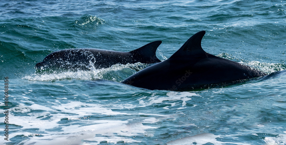 Naklejka premium Dolphins swimming alongside a boat in the blue ocean