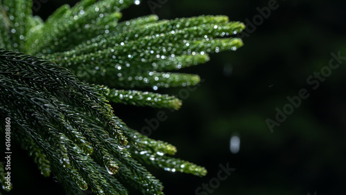 Glistening Wet Green Cook Pine: Close-up on Dark Background in Asia
