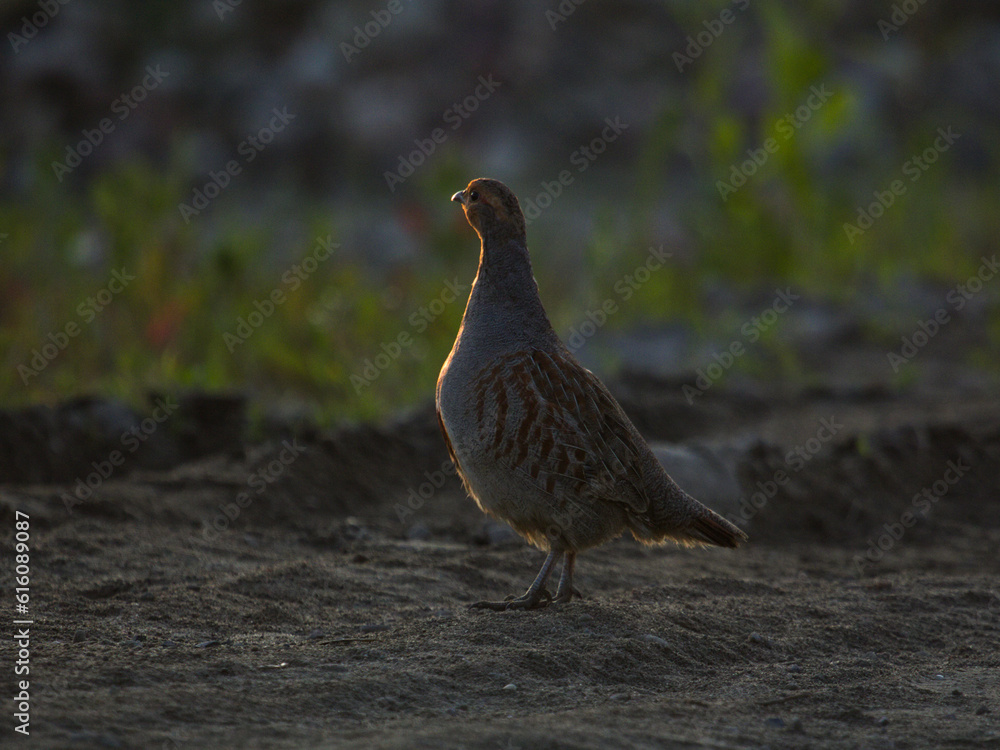 Grey partridge (Perdix perdix), grey legged partridge. Partridge with open bill in the green grass. Grey partridge, Perdix perdix, bird in the wild habitat. Grey partridge (Perdix perdix), grey legged partridge. Partridge with open bill in the green grass. Grey partridge, Perdix perdix, bird in the wild habitat.
