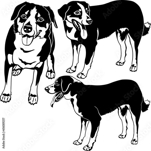 Appenzeller Sennenhund dods