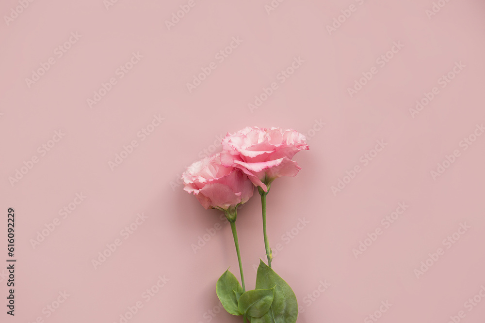 tow pink eustomas on a light pink background tow pink eustomas on a light pink background