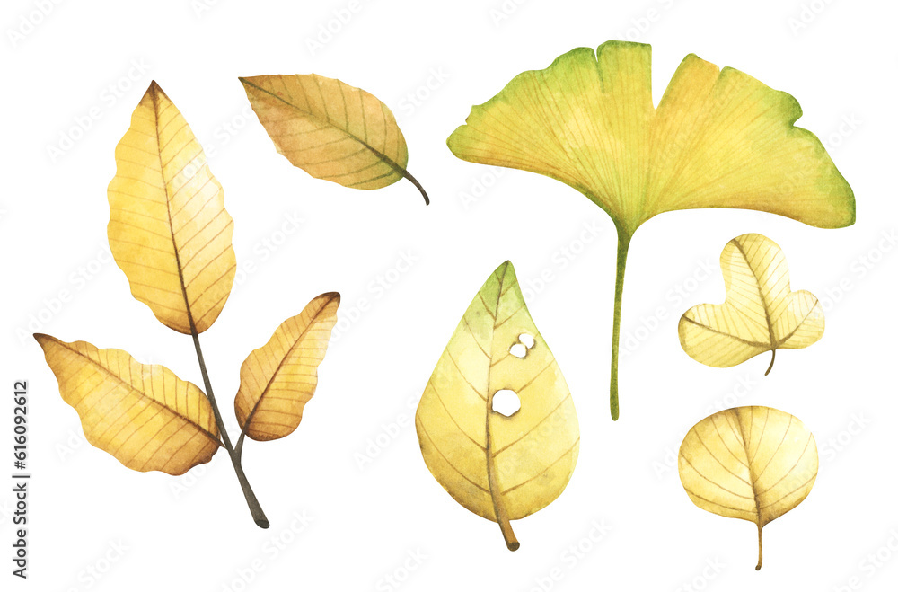 Collection of multicolored fallen autumn leaves. Isolated on white background. Watercolor illustration. Collection of multicolored fallen autumn leaves. Isolated on white background. Watercolor illustration.