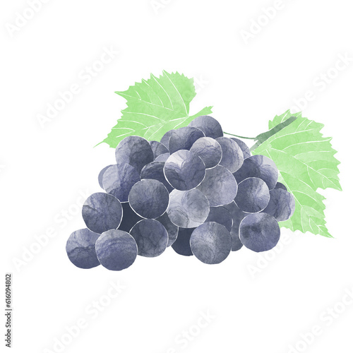 watercolor illustration of black grapes and vine leaves isolated on white background - summer fruits