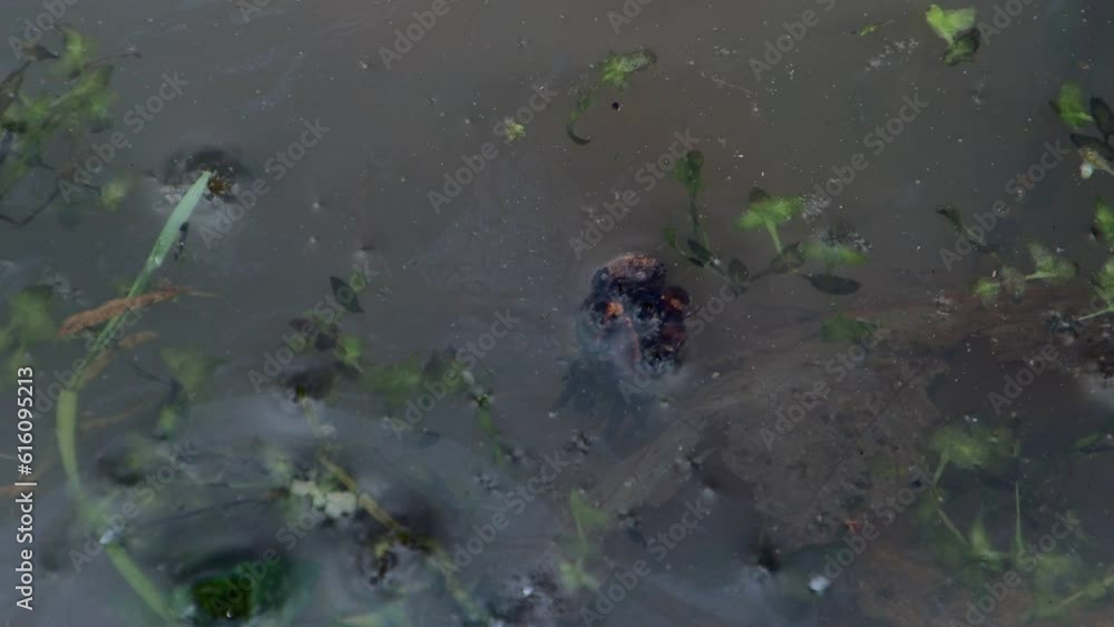 Caddis fly larva moving under the water surface in a pond, also called Trichoptera