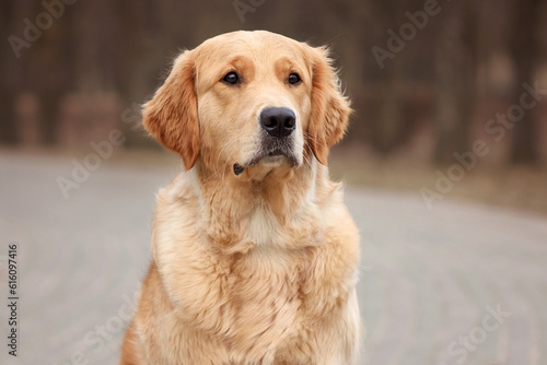 close-up portrait of dog golden retriever labrador in autumn in autumn park