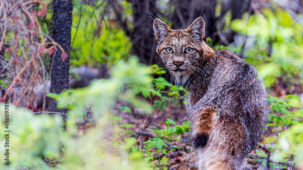 野生のカナダオオヤマネコ / Wild Lynx canadensis