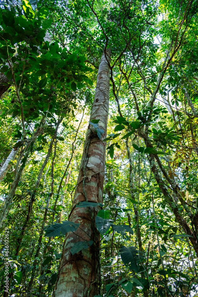 Fototapeta premium Vertical photo looking at the sky of a dense primary forest in the jungle of the Ecuadorian Amazon rainforest, Tena, Latin America. Flora, ecosystem, vegetation. Many trees and different species.