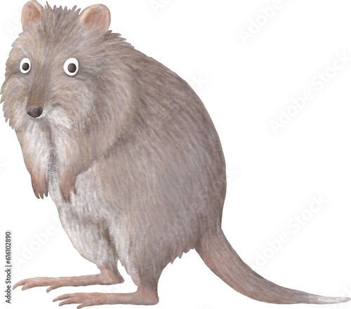 Long-nosed potoroo illustration isolated on white photo