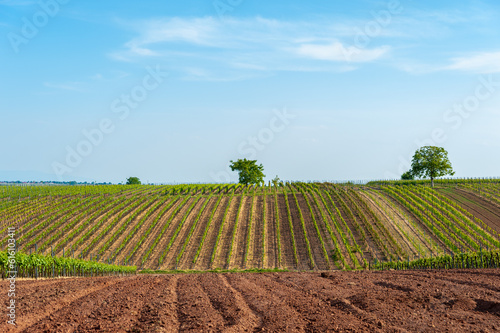 Landschaft mit Weinbergen bei Rhodt unter Rietburg. Region Pfalz im Bundesland Rheinland-Pfalz in Deutschland photo