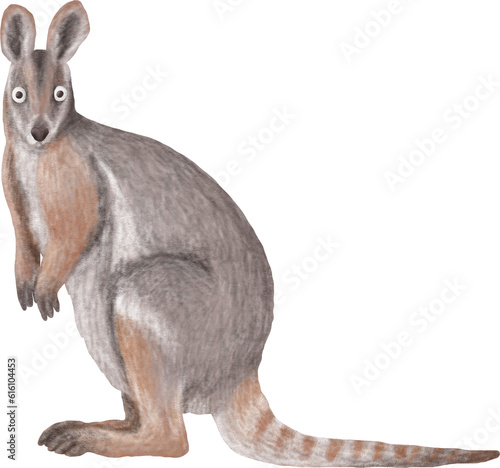 Wallaby illustration isolated on white