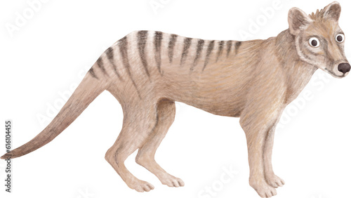 Tasmanian tiger illustration isolated on white photo