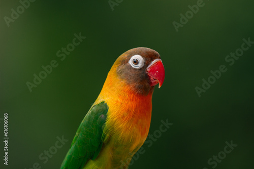 Lovebird Parrot (Agapornis personatus) animal closeup, animal portrait 