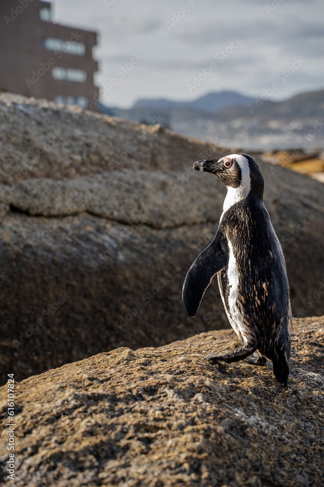 Obraz premium African Penguins known also as Cape penguins (Spheniscus demersus). 