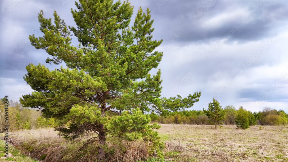 Dark, stormy and rainy clouds over green trees and big field on a spring or summer day Dark, stormy and rainy clouds over green trees and big field on a spring or summer day