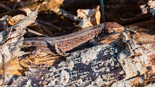 Lacerta agilis, sand lizard, enjoying the sun on a sunny summer day