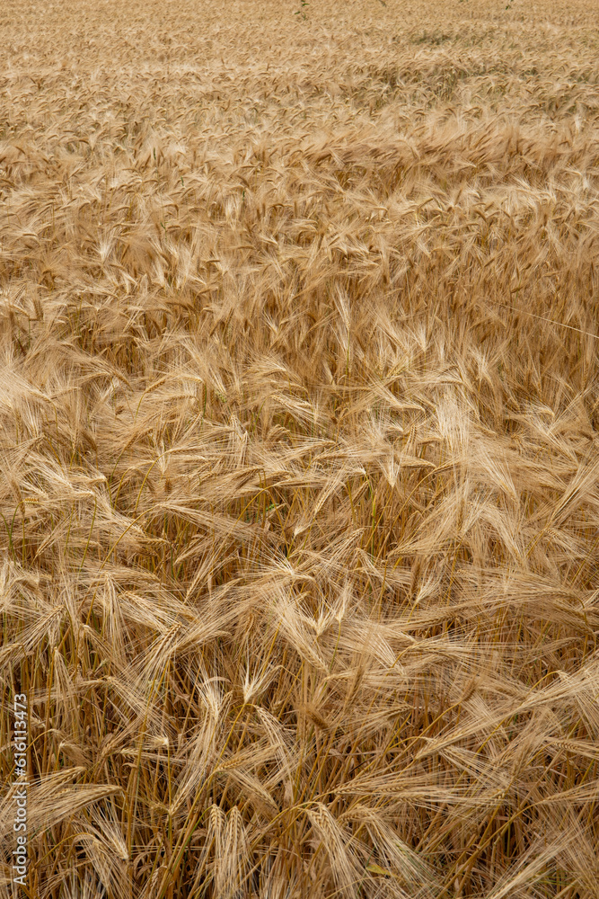 Ripe golden yellow wheat field in Europe. Top view, no people Ripe golden yellow wheat field in Europe. Top view, no people