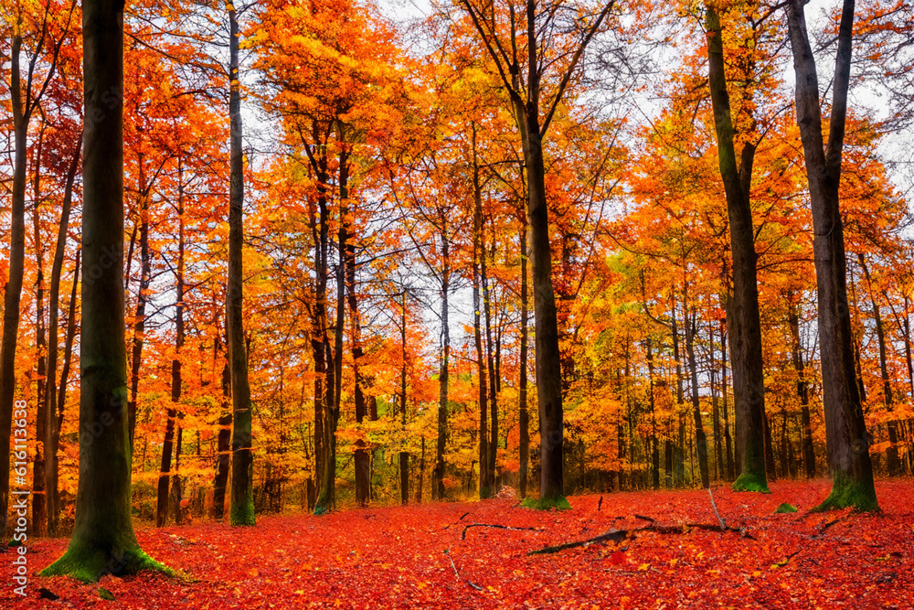 Naklejka premium Autumn forests- Immerse yourself in the vibrant hues of autumn foliage, as trees transform into a breathtaking palette of red, orange, and gold
