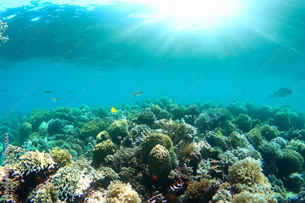 Coral reefs- Dive into the crystal-clear waters of a coral reef, where vibrant marine life and intricate coral formations create a stunning underwater landscape Coral reefs- Dive into the crystal-clear waters of a coral reef, where vibrant marine life and intricate coral formations create a stunning underwater landscape