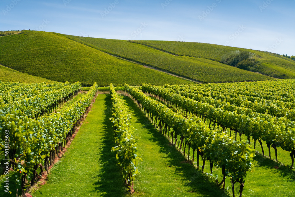 Vineyards- Explore picturesque vineyards with rows of lush green vines and rolling hills, perfect for wine enthusiasts and nature lovers alike
