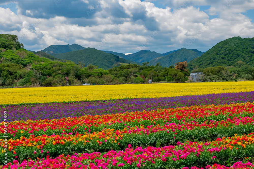 Flower fields- Take a stroll through vast fields of colorful flowers or capture their beauty through photography for a vibrant landscape experience Flower fields- Take a stroll through vast fields of colorful flowers or capture their beauty through photography for a vibrant landscape experience