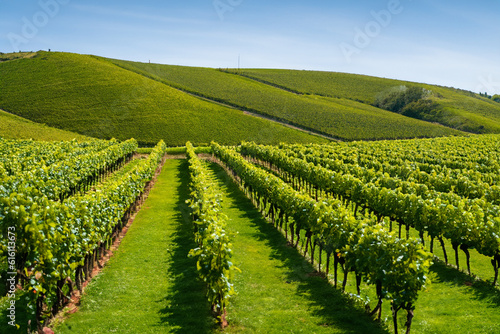 Vineyards- Explore picturesque vineyards with rows of lush green vines and rolling hills, perfect for wine enthusiasts and nature lovers alike 