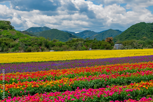 Flower fields- Take a stroll through vast fields of colorful flowers or capture their beauty through photography for a vibrant landscape experience