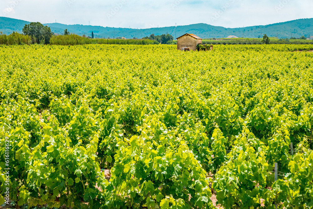 Vineyards in Penedes wine region
