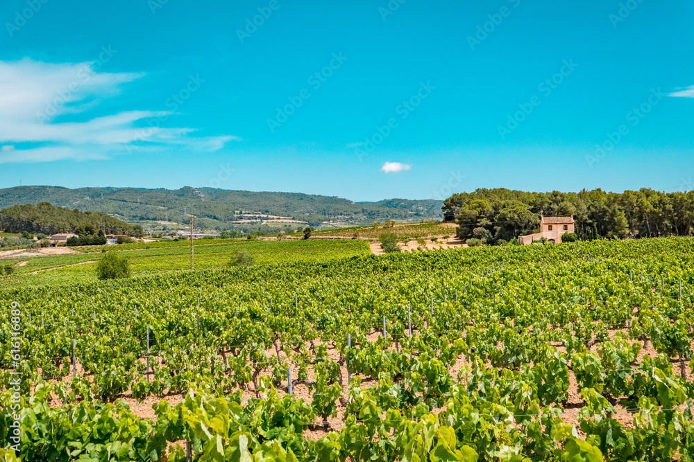 Puigmoltó, Catalunya, Spain - June 4, 2023: Vineyards in Penedes wine region Puigmoltó, Catalunya, Spain - June 4, 2023: Vineyards in Penedes wine region