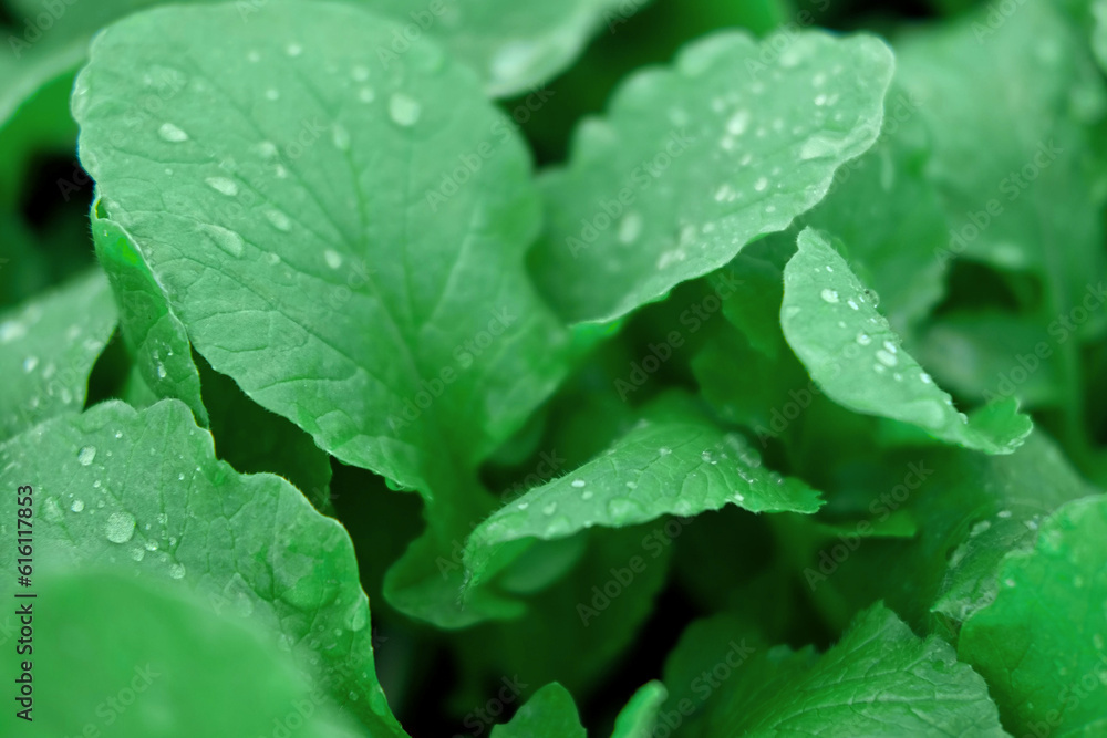 Green leaves background. Edible leaves with water dew drops growing in a soil. Perfect video suitable for seasonal use. Radish foliage. Healthy green food. Fresh salad. Vegetable backdrop. Veggies Green leaves background. Edible leaves with water dew drops growing in a soil. Perfect video suitable for seasonal use. Radish foliage. Healthy green food. Fresh salad. Vegetable backdrop. Veggies