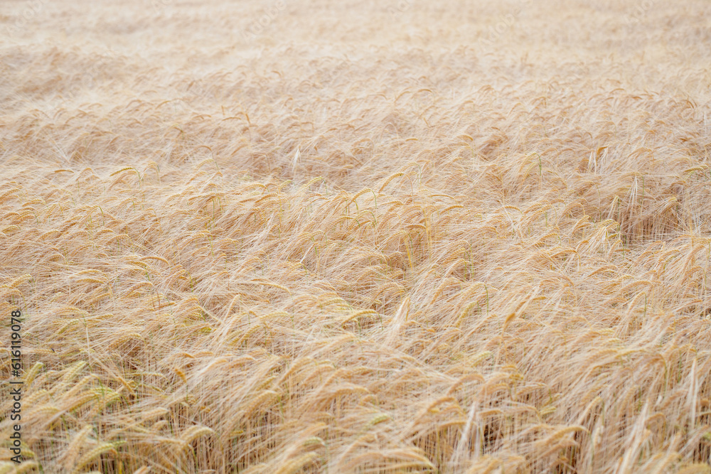 Golden Fields: Serene Summer Wheat Harvest in the Countryside Golden Fields: Serene Summer Wheat Harvest in the Countryside