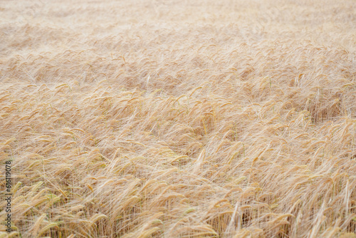 Golden Fields: Serene Summer Wheat Harvest in the Countryside