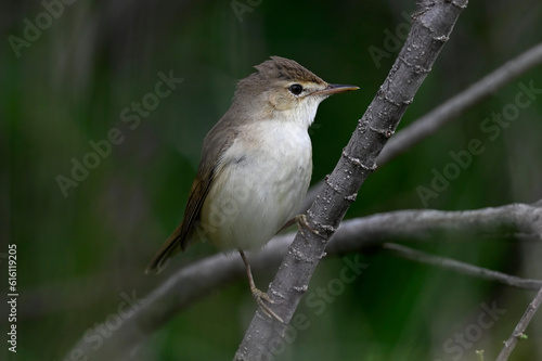 Teichrohrsänger // Common reed warbler (Acrocephalus scirpaceus)