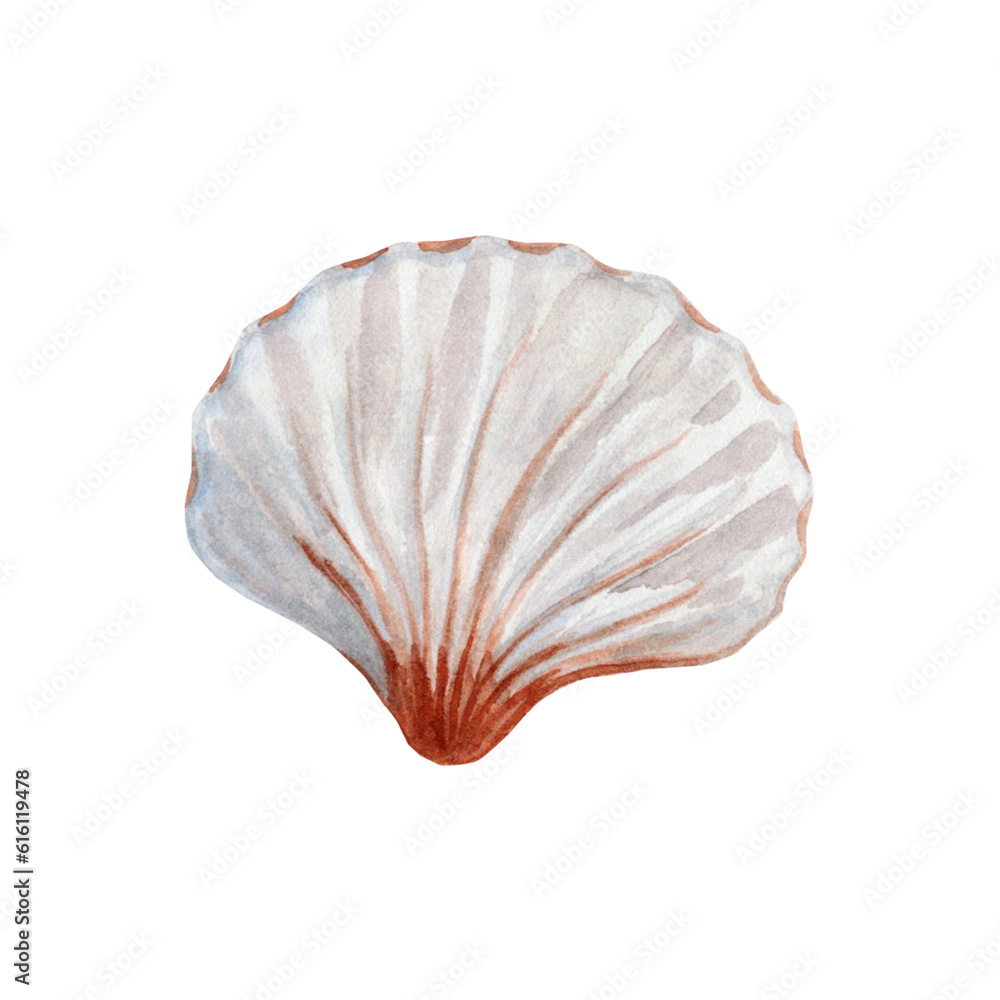 Watercolor seashell isolated on transparent background. Hand drawn illustration. Watercolor seashell isolated on transparent background. Hand drawn illustration.