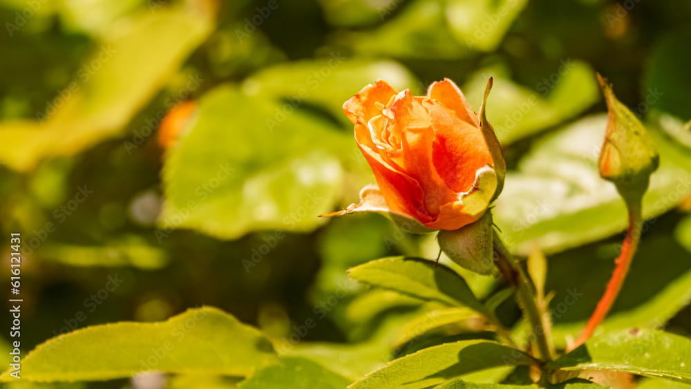 Rosa chinensis, China rose, on a sunny day in summer Rosa chinensis, China rose, on a sunny day in summer