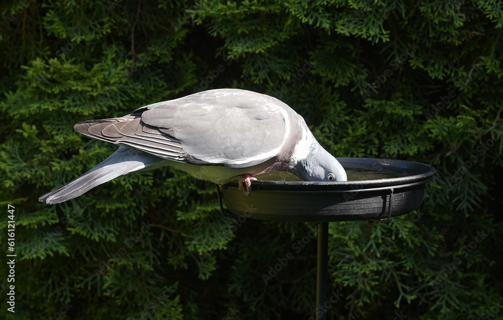 wood pigeon drinks in the garden,ringeltaube trinkt im garten Stock